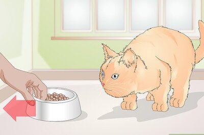 How to Teach Your Cat to Kiss