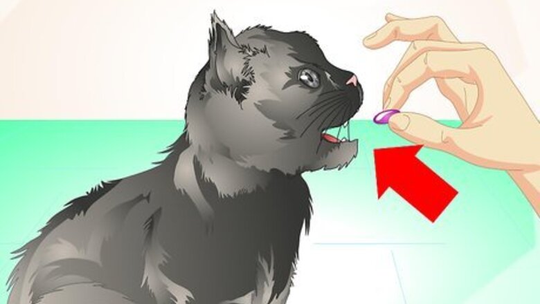 How to Deliver Oral Medication to Cats