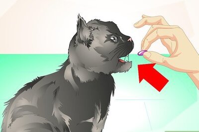How to Deliver Oral Medication to Cats