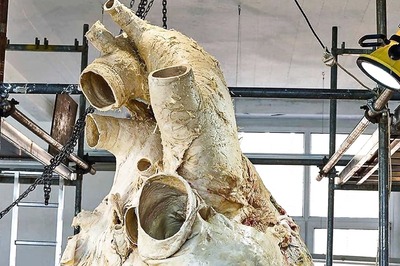This Preserved Blue Whale Heart’s Got The Internet Talking, It Weighs…