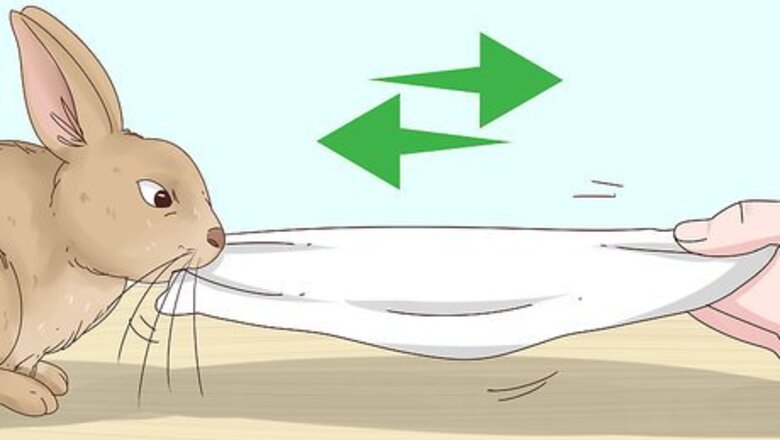 How to Play Tug of War with Your Rabbit