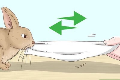 How to Play Tug of War with Your Rabbit
