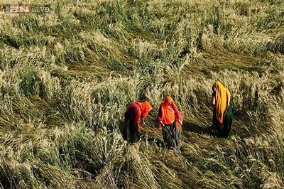Unseasonal rains destroy over 10 lakh hectares of standing crop, price rise likely
