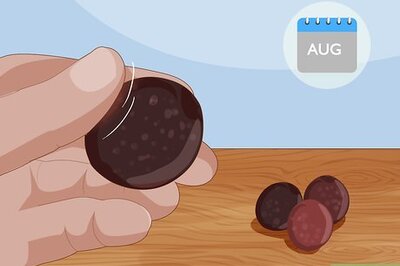 How to Plant a Plum Seed