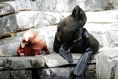 Albino Kangaroo Baby Missing From German Zoo; May Be Stolen