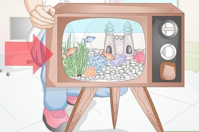 How to Creatively Decorate a Freshwater Fish Tank