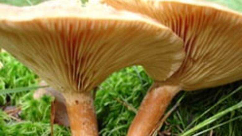 Mushrooms boosts the body’s immunity