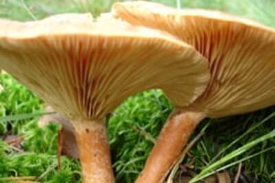 Mushrooms boosts the body’s immunity