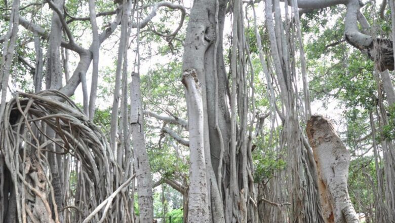 Residents of Delhi Village on 24-hour Vigil to Guard 120-yr-old 'Sacred' Banyan Tree