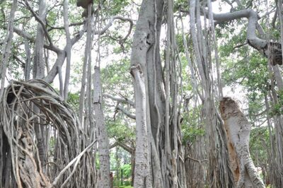Residents of Delhi Village on 24-hour Vigil to Guard 120-yr-old 'Sacred' Banyan Tree