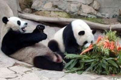 This panda's too fat to have sex