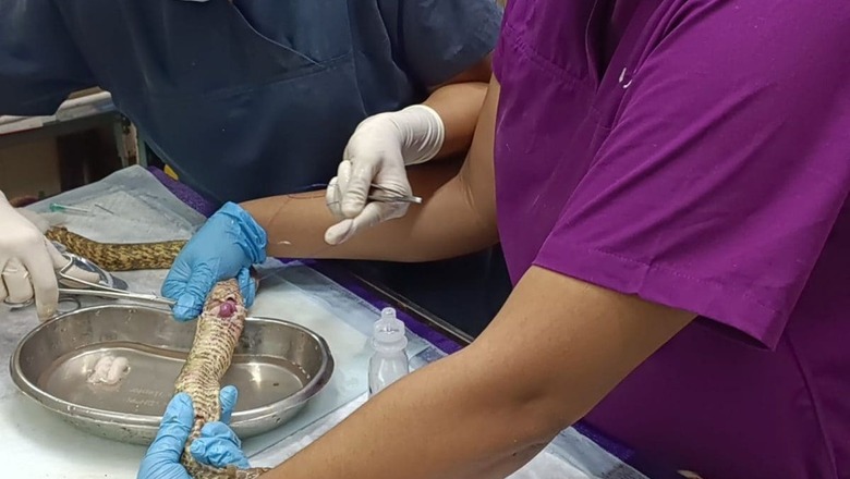 5-foot-long Snake Found With Torn Intestines in Chennai Saved By Surgery
