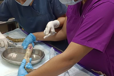 5-foot-long Snake Found With Torn Intestines in Chennai Saved By Surgery