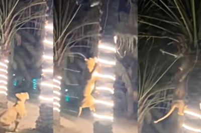 Watch: Chilling Video Of Lioness Gate-Crashing Party And Targetting A Guest Viral