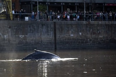 Whale vomit set to fetch 7,000 pounds at auction