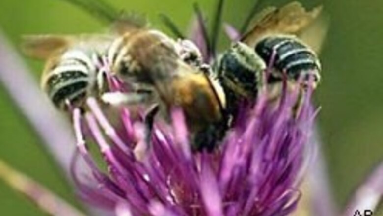 Trained bees can sniff bombs: scientists