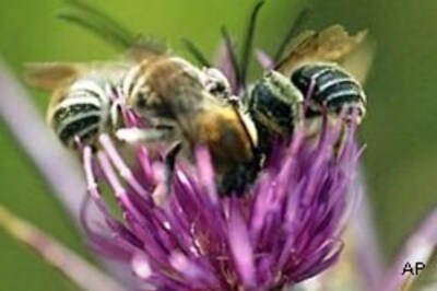Trained bees can sniff bombs: scientists