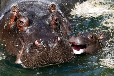 Video of Man Spanking Hippo at Los Angeles Zoo Goes Viral, Police Start Probe