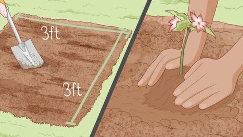 How to Create a Bee‐Friendly Garden