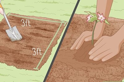 How to Create a Bee‐Friendly Garden