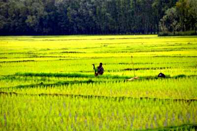 Paddy Procurement Up 21% at 375.72 Lakh Tonnes So Far; Valued at Nearly Rs 71,000 Crore