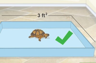 How to Create an Indoor Box Turtle Habitat