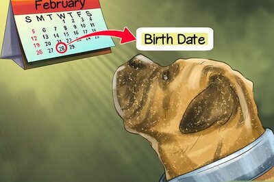 How to Find Veterinary Insurance for Older Dogs