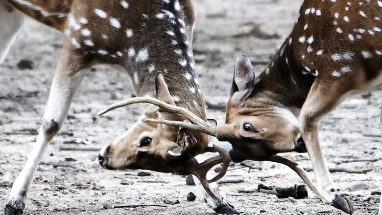 31 Deer Die in Tamil Nadu Park Due to 'High Intake' of Subabul Leaves