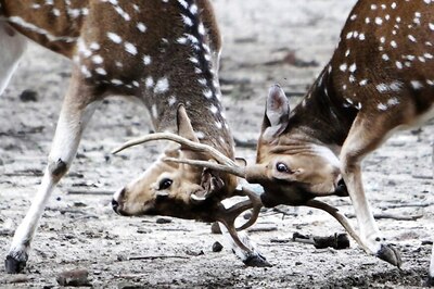 31 Deer Die in Tamil Nadu Park Due to 'High Intake' of Subabul Leaves