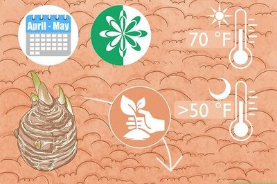 How to Grow Elephant Ear Plants (Colocasia)