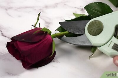 How to Keep Roses Fresh