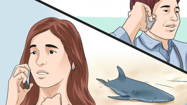 How to Care for a Beached Animal