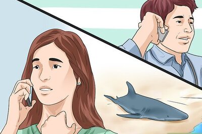 How to Care for a Beached Animal