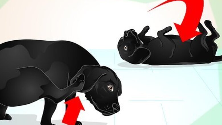 How to Deliver Ear Medication to Dogs
