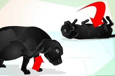 How to Deliver Ear Medication to Dogs