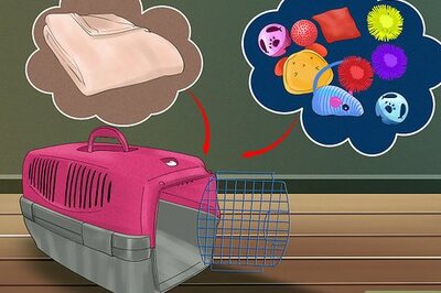 How to Identify and Treat Noise Phobias in Cats