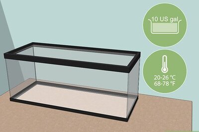 How to Look After Pet Crabs