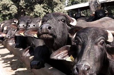 30 Buffaloes Rescued from Truck, 2 Men Held for Animal Cruelty in Greater Noida