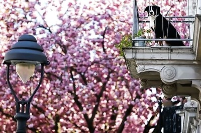 New dog walking rule in Germany leave owners scratching their heads