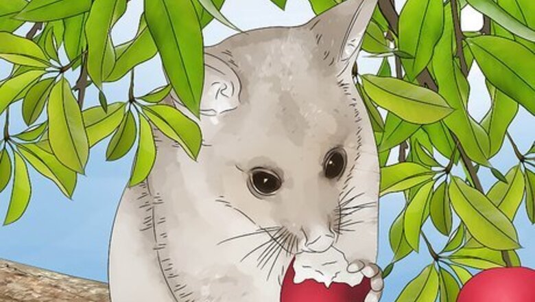 How to Deter Possums from Your Garden
