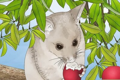 How to Deter Possums from Your Garden