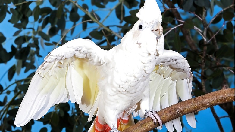 National Endangered Species Day 2021: Five Critically Endangered Species on IUCN Red List
