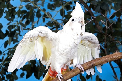 National Endangered Species Day 2021: Five Critically Endangered Species on IUCN Red List