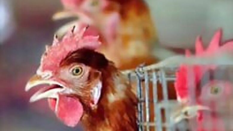 Egypt needs bird flu awareness: WHO