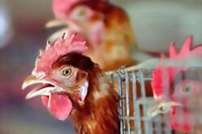 Egypt needs bird flu awareness: WHO