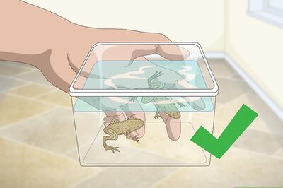 How to Care for African Dwarf Frogs