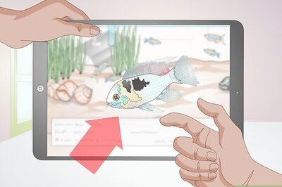 How to Keep German Blue Ram Cichlids