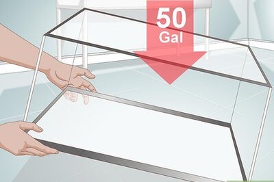 How to Care for Silver Dollar Fish