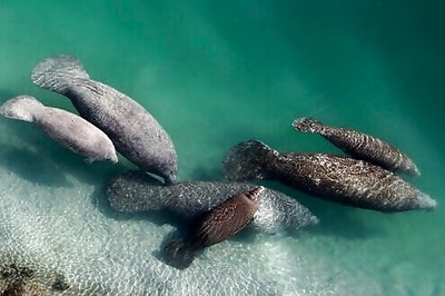 Manatee Deaths Rise In Florida As Pollutants Kill Seagrass
