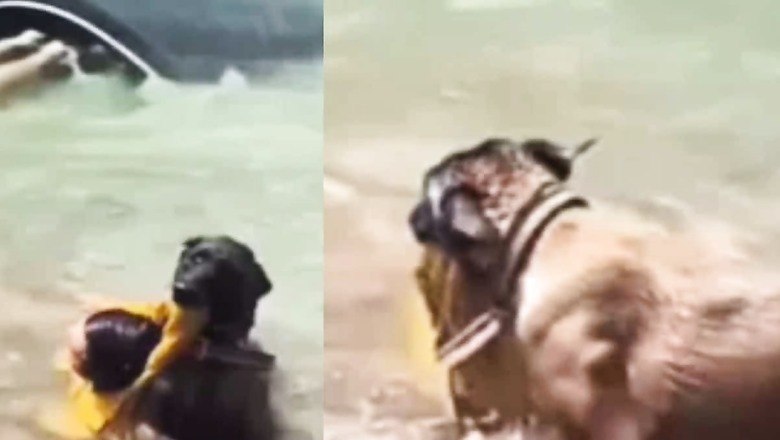Watch: Dog Puts Life On The Line To Save Man From Landslide